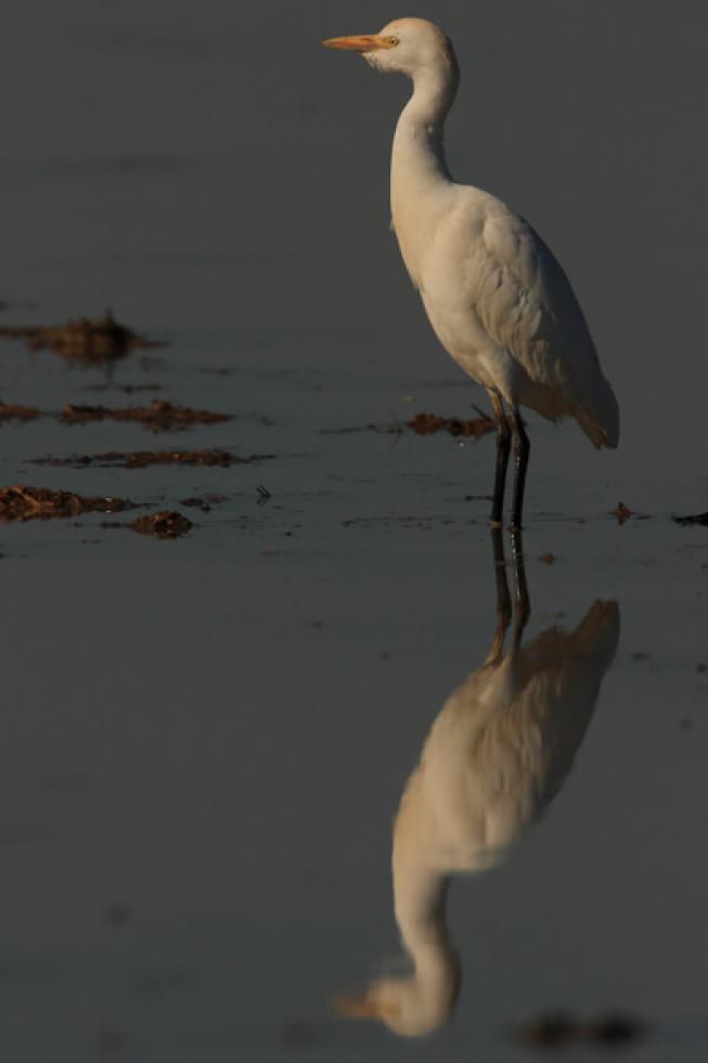 Reflejos de bueyeras